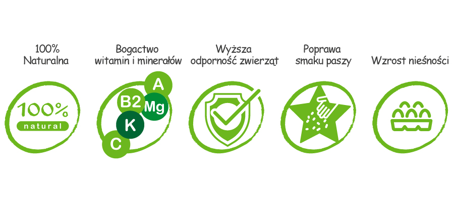 pokrzywa dla kur zalety