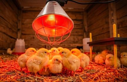 Kurczaki pod lampą grzewczą