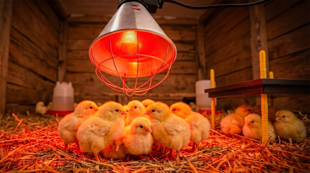 Kurczaki pod lampą grzewczą