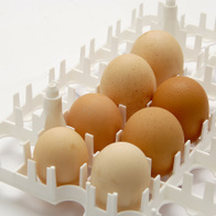 Taca do inkubatora na 36 jaj kurzych lub większych