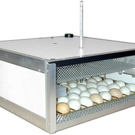 Inkubator PIO 49 Auto