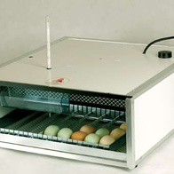 Inkubator EGG P64A Auto