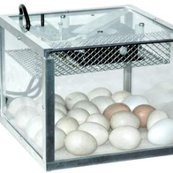 Inkubator klujnik SeeCube 25 w transparentnej obudowie