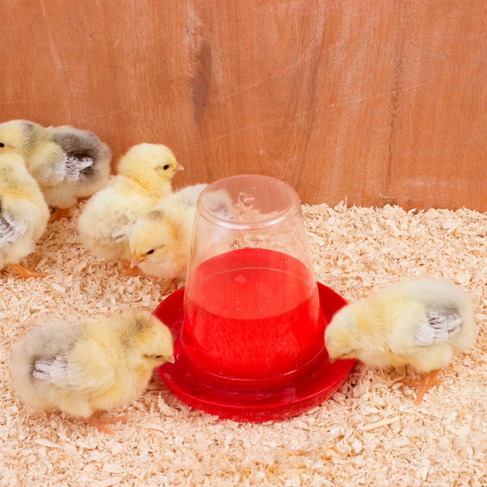 Poidło dla piskląt i przepiórek od pierwszego dnia 600 ml