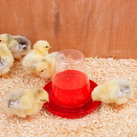 Poidło dla piskląt i przepiórek od pierwszego dnia 600 ml