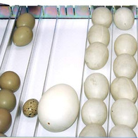 Taca uniwersalna 50 półautomatyczna do inkubatorów iBator