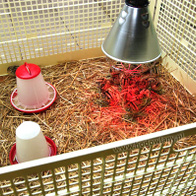 Zestaw do odchowu młodych piskląt z lampą promiennikową