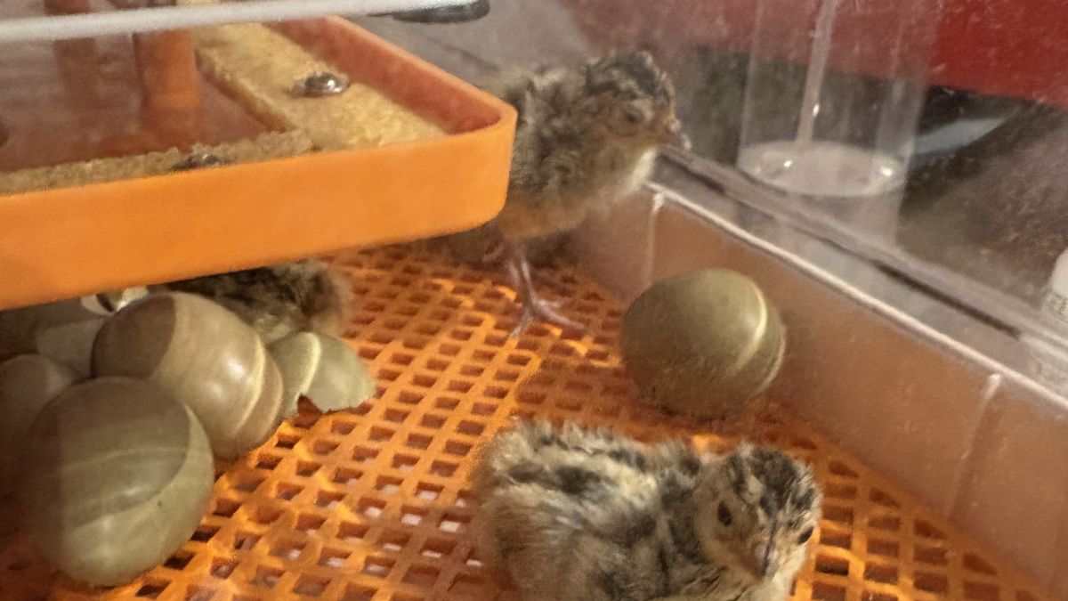 Wpływ wilgotności na proces inkubacji jaj