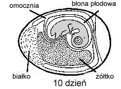 10 dzień inkubacji schemat