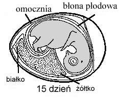 15 dzień inkubacji schemat