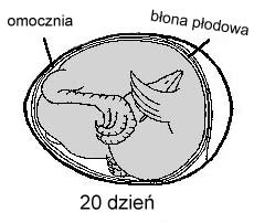 20 dzień inkubacji schemat