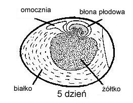 5 dzień inkubacji schemat
