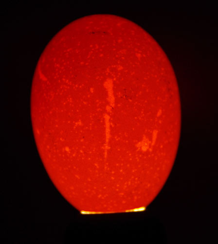 prześwietlane jajo