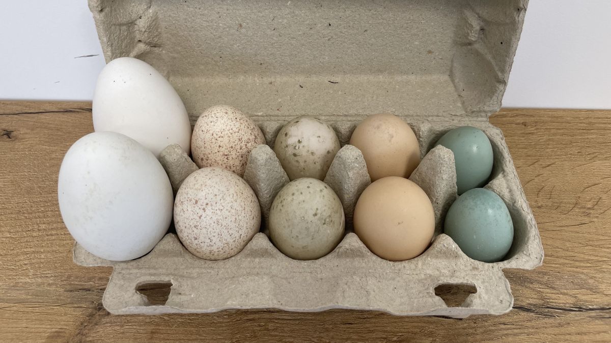 Wyznaczanie wilgotności na podstawie masy jaj