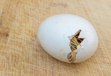 Odżywianie embrionu w jaju