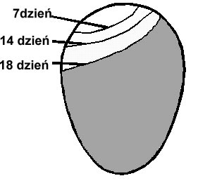 Rozmiar komory powietrznej w jaju podczas inkubacji
